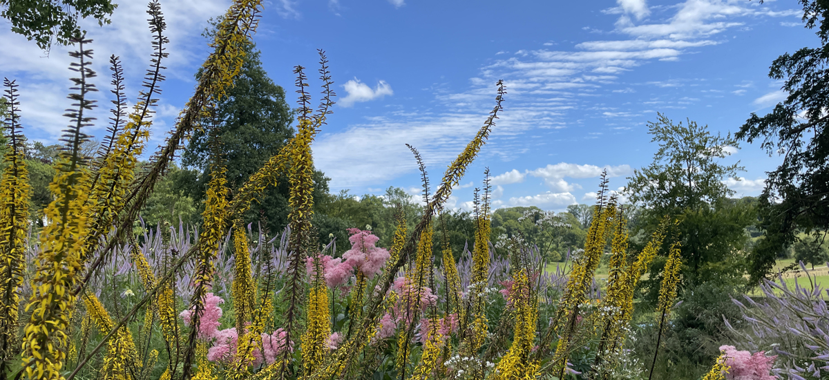 Gillingham School, North Dorset. Green spaces and nature are beneficial restorative environments, and can enhance overall wellbeing.
